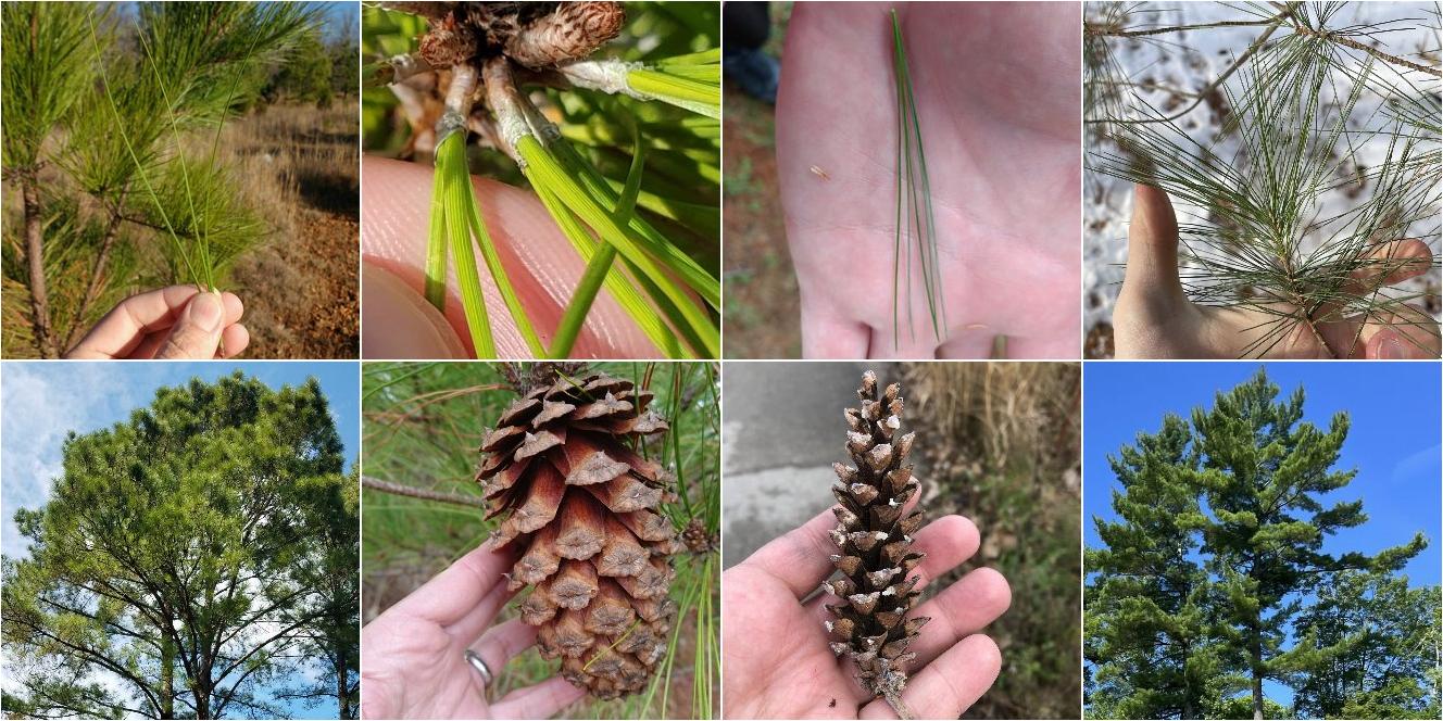 collage of Loblolly Pine and Eastern White Pine