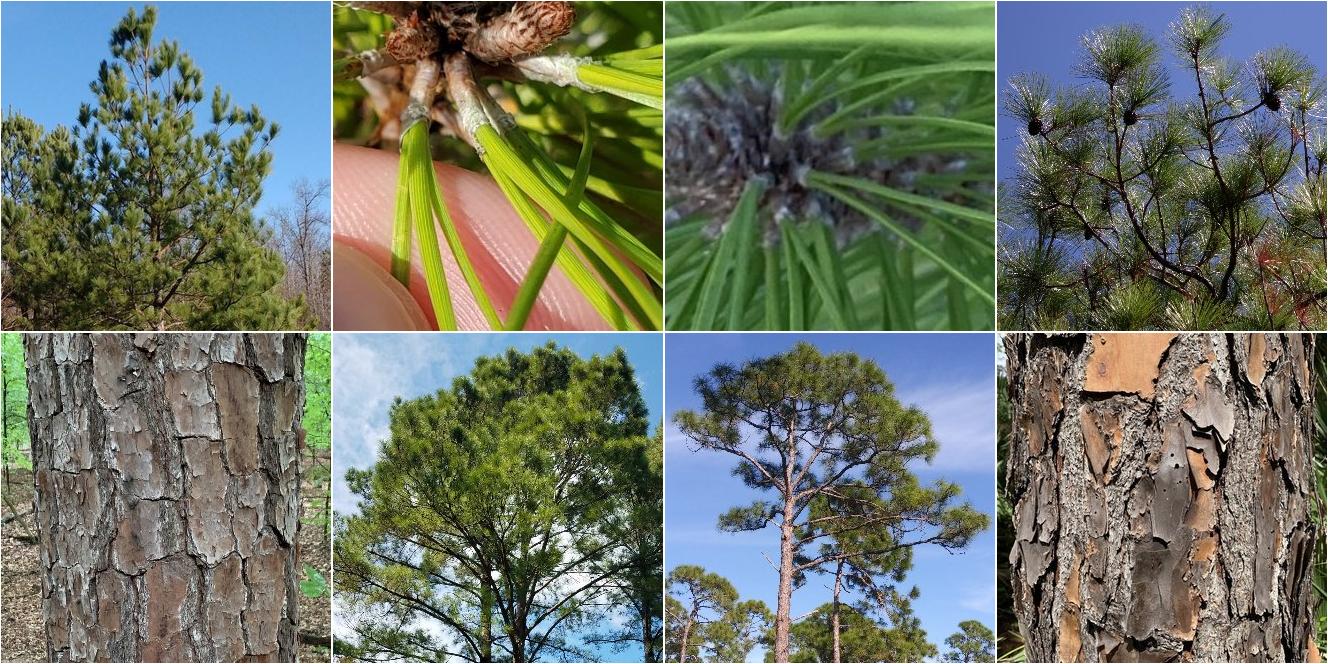 collage of Loblolly Pine and Slash Pine