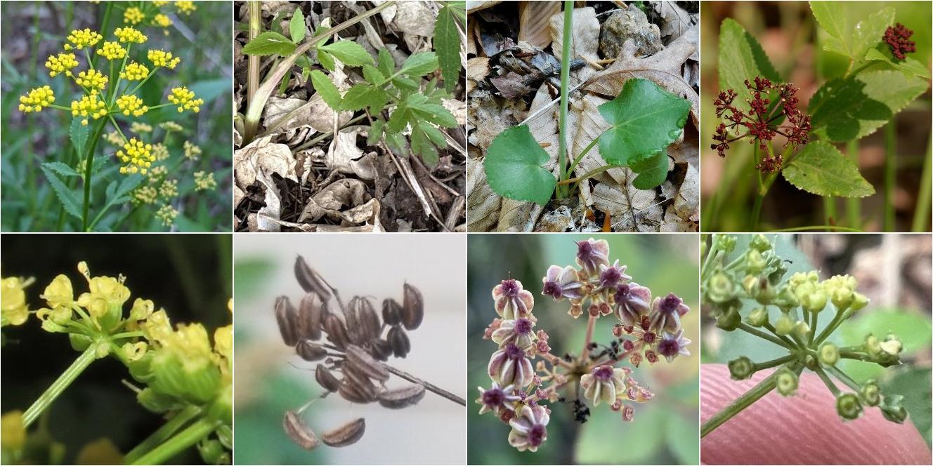 collage of Golden Alexanders and Meadow Parsnip