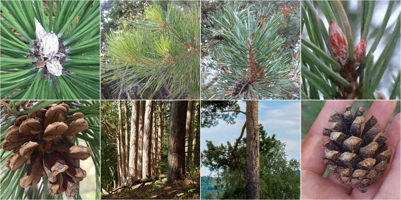 collage of Red Pine and Scots Pine
