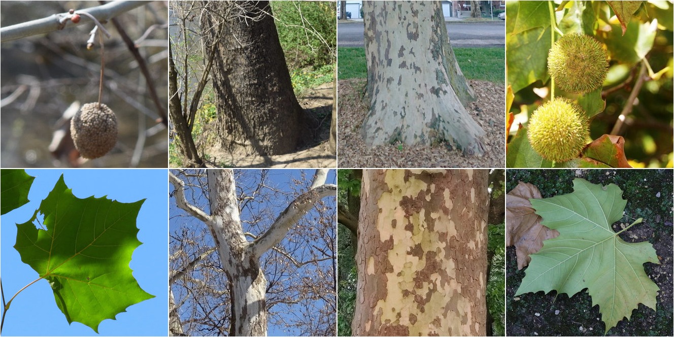 collage of American Sycamore and London Planetree