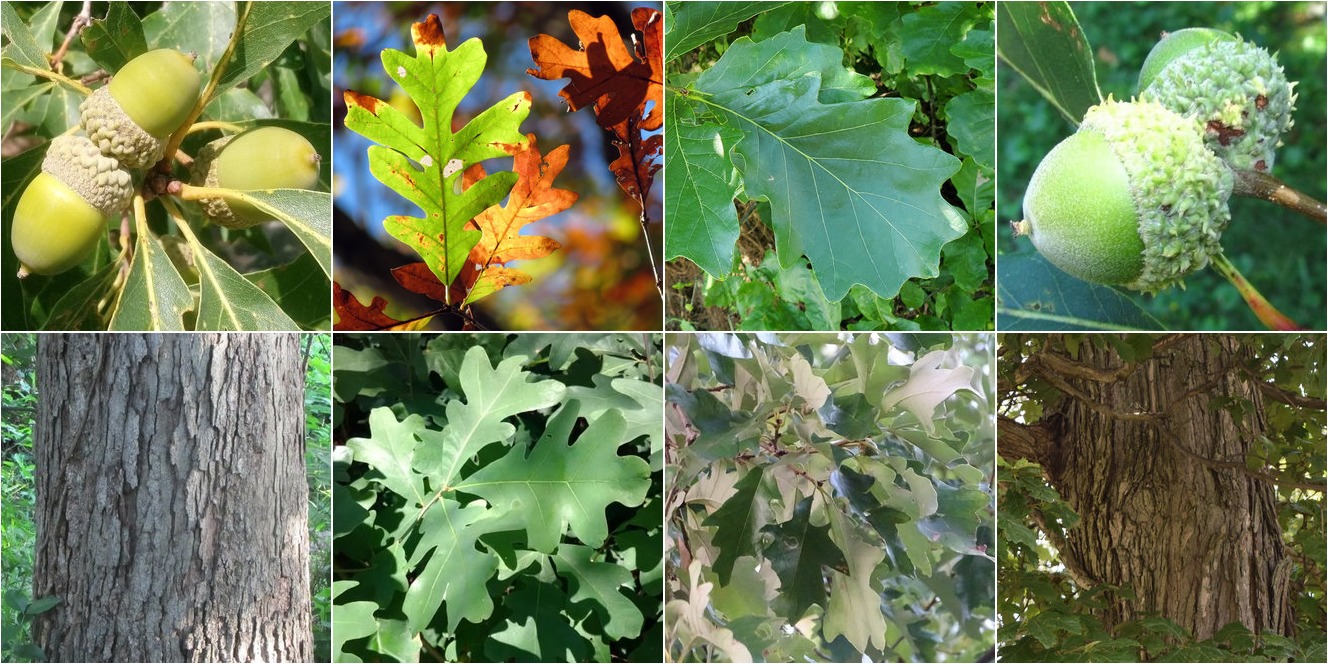 collage of White Oak and Swamp White Oak