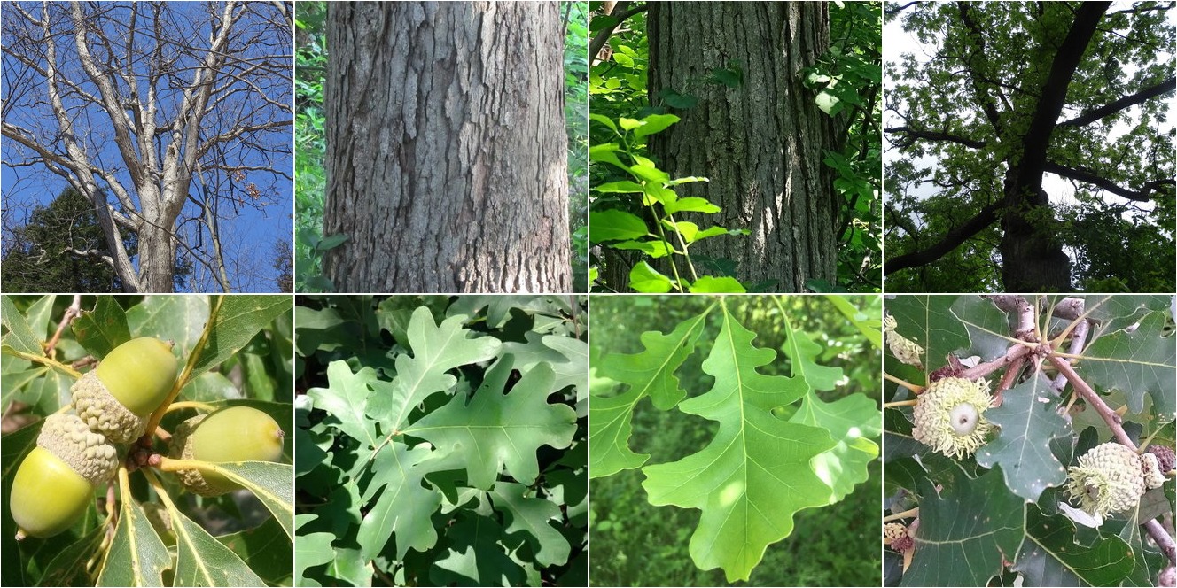 collage of White Oak and Bur Oak
