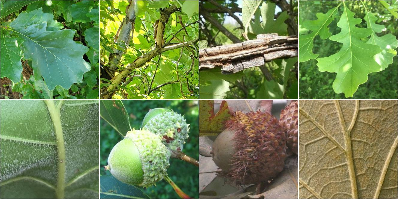 collage of Swamp White Oak and Bur Oak