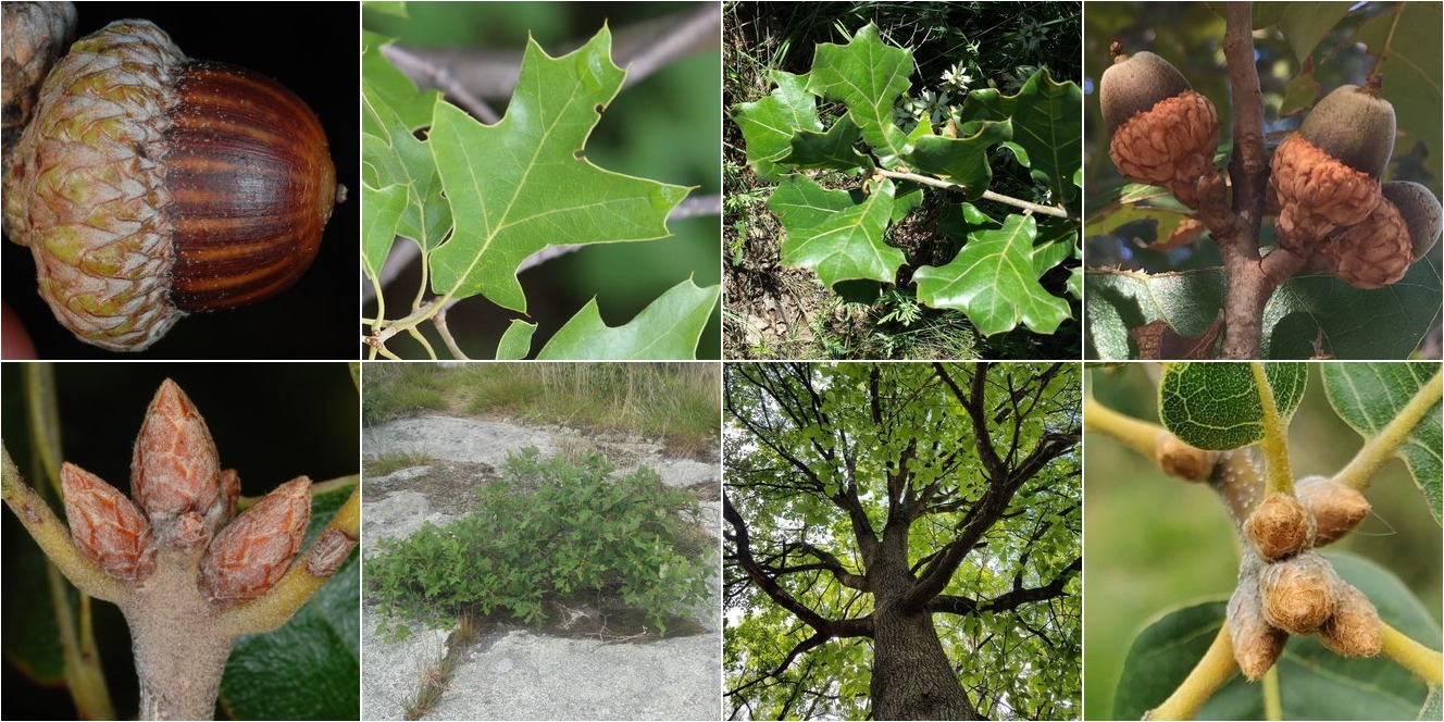 collage of Bear Oak and Blackjack Oak