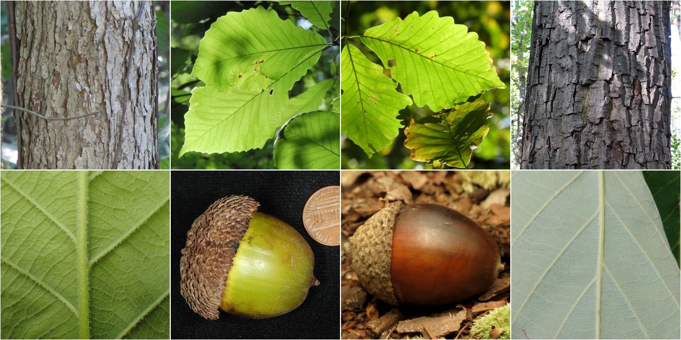 collage of Swamp Chestnut Oak and Chestnut Oak