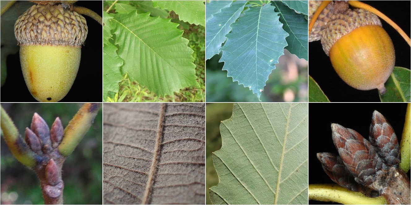 collage of Swamp Chestnut Oak and Chinquapin Oak