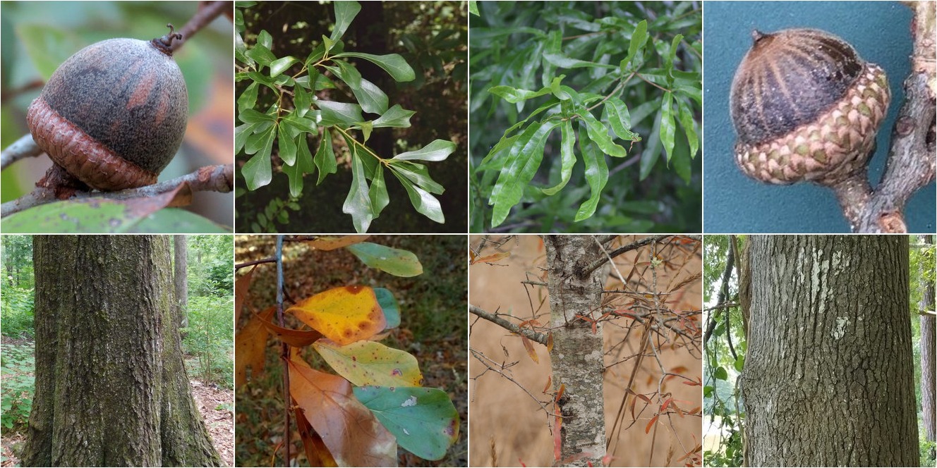 collage of Water Oak and Willow Oak