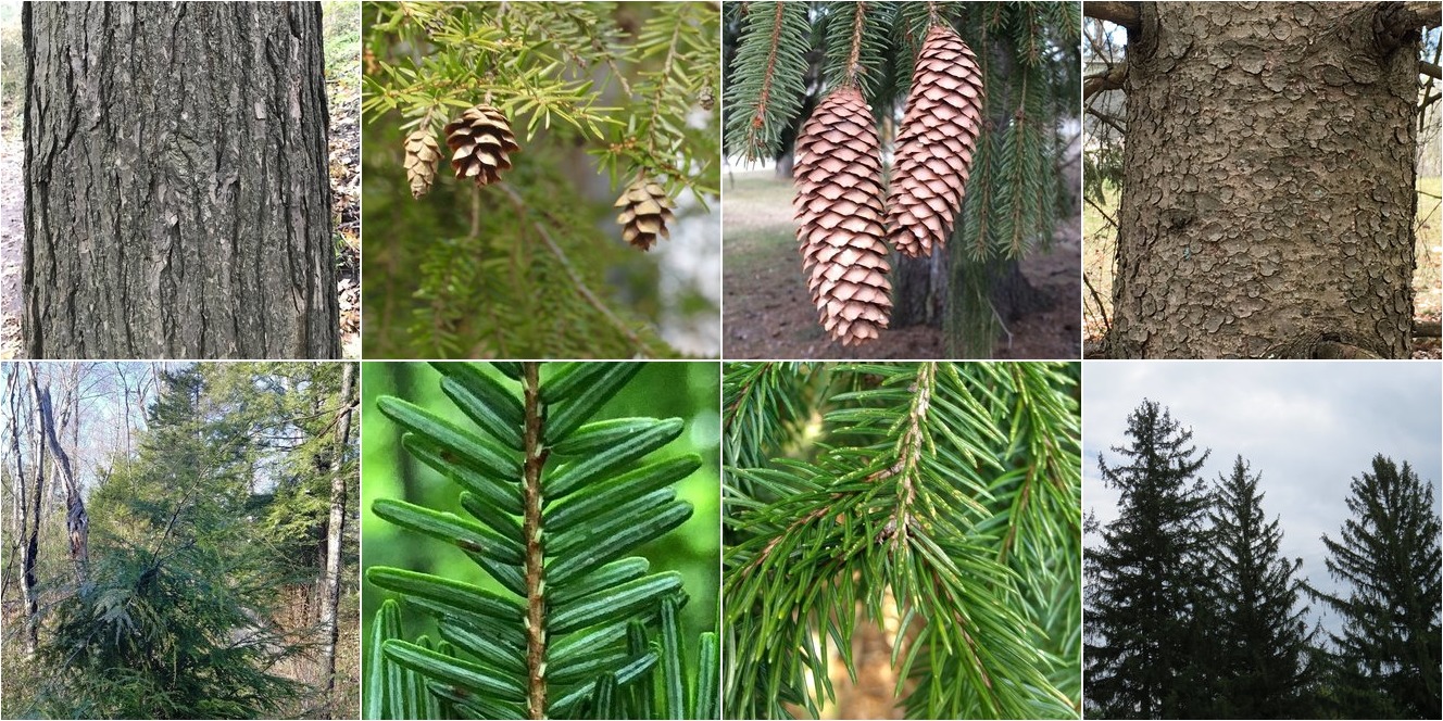 collage of Eastern Hemlock and Norway Spruce