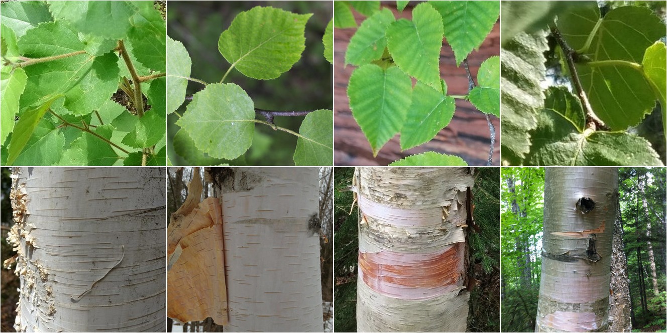 collage of Paper Birch and Mountain Paper Birch