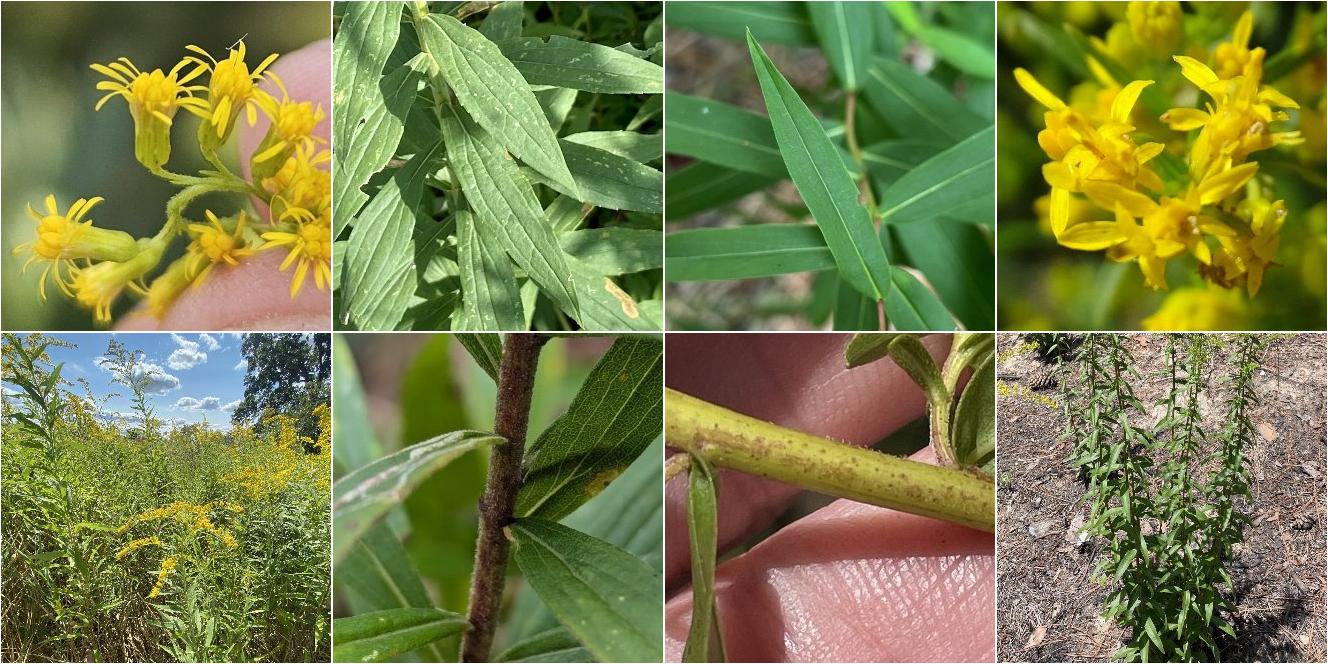 collage of Tall Goldenrod and Sweet Goldenrod
