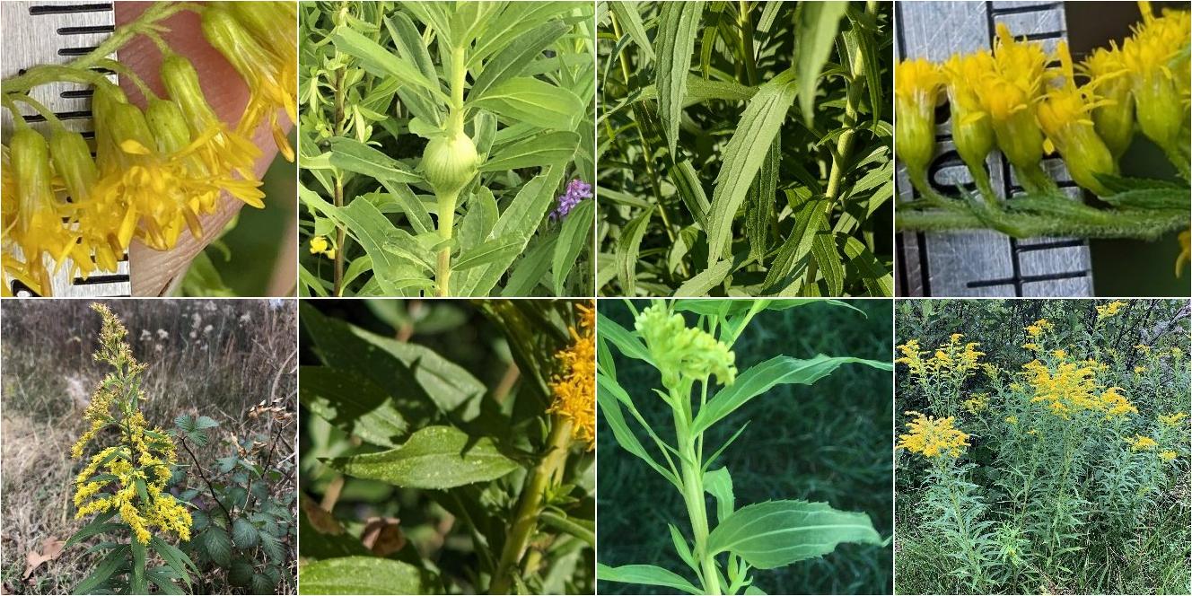 collage of Tall Goldenrod and Canada Goldenrod