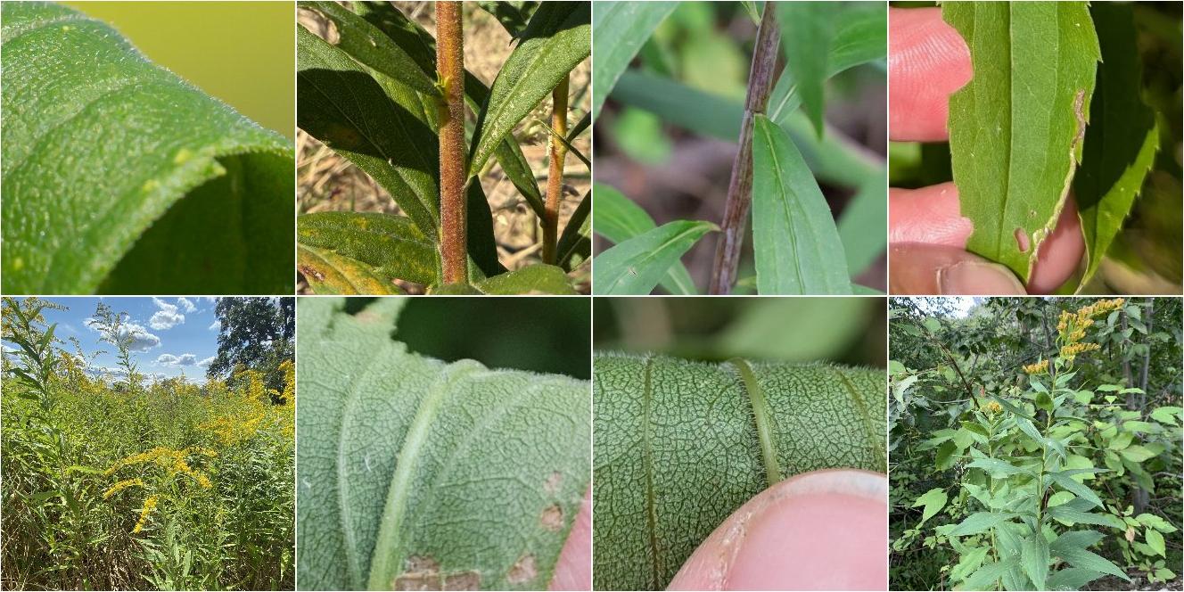 collage of Tall Goldenrod and Giant Goldenrod