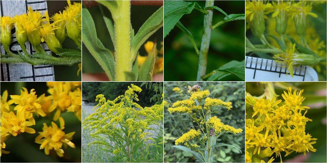 collage of Canada Goldenrod and Giant Goldenrod