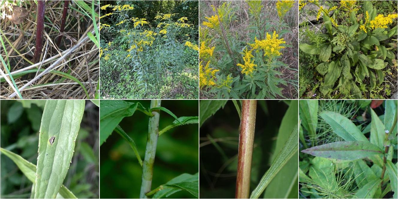 collage of Giant Goldenrod and Early Goldenrod