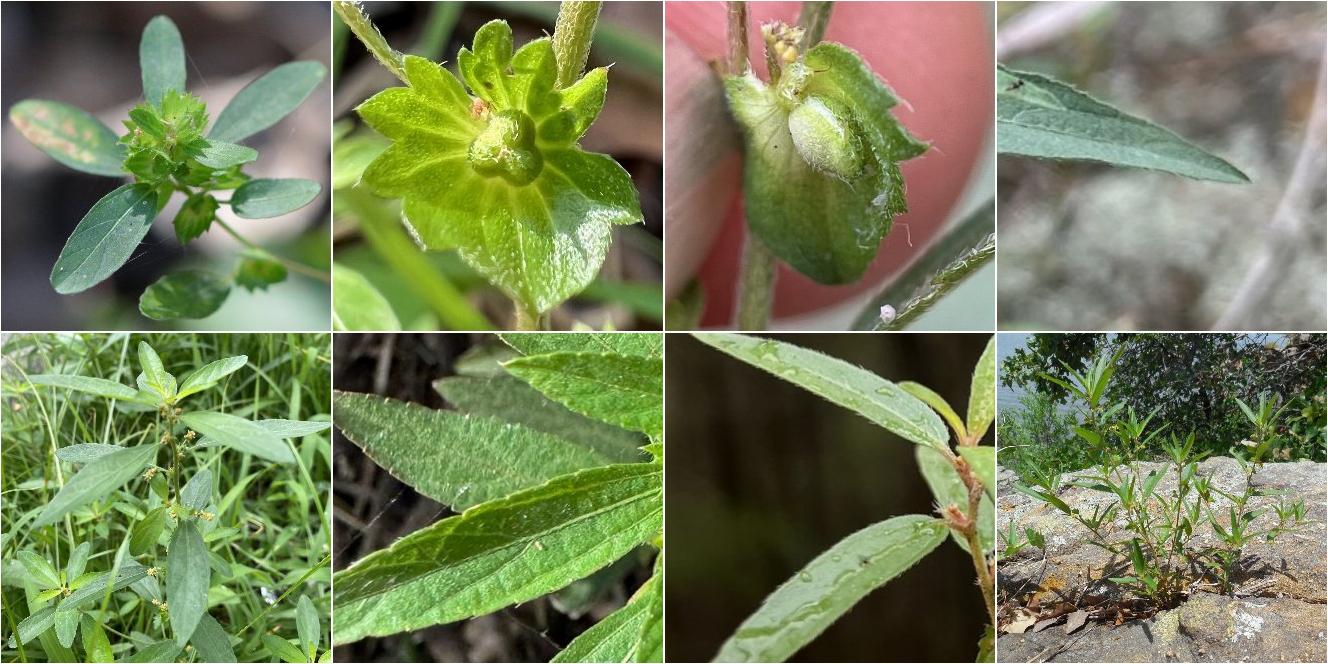 collage of Slender Threeseed Mercury and One-Seeded Mercury