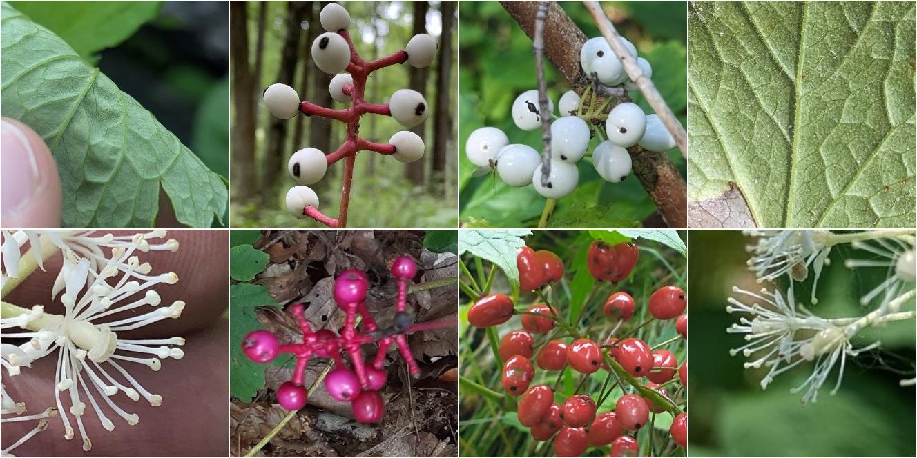 collage of White Baneberry and Red Baneberry