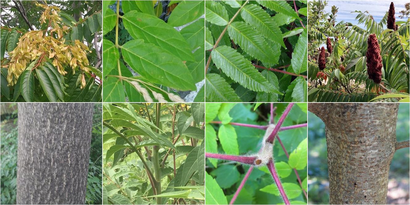 collage of Tree of Heaven and Staghorn Sumac