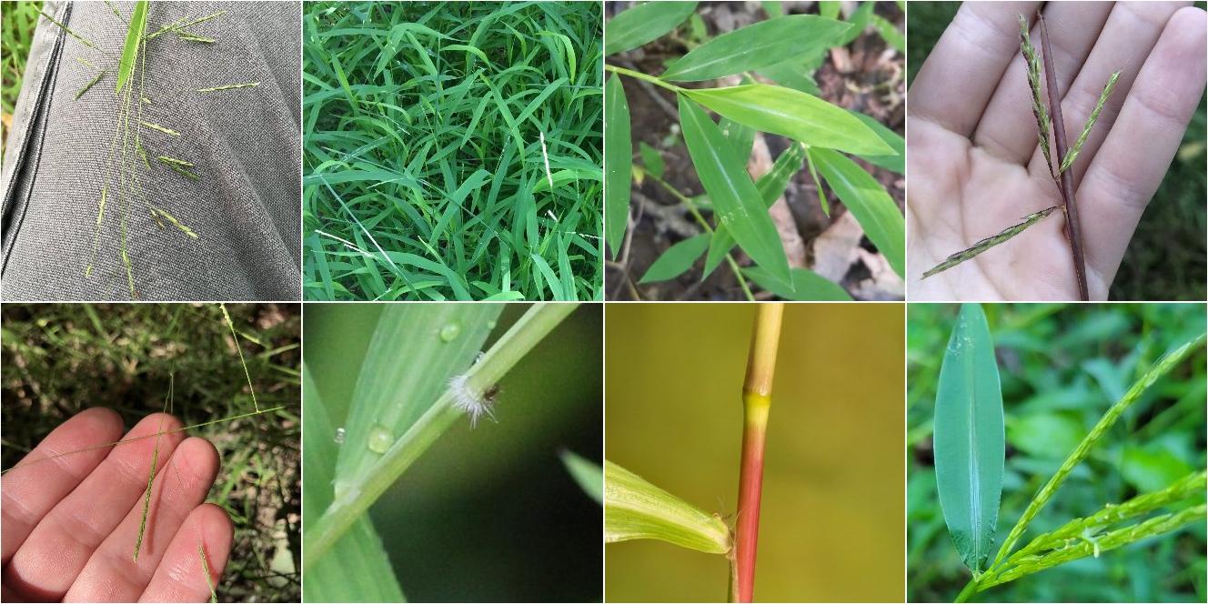 collage of Whitegrass and Japanese Stiltgrass