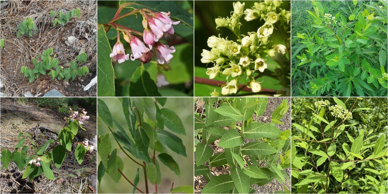 collage of Spreading Dogbane and Hemp Dogbane