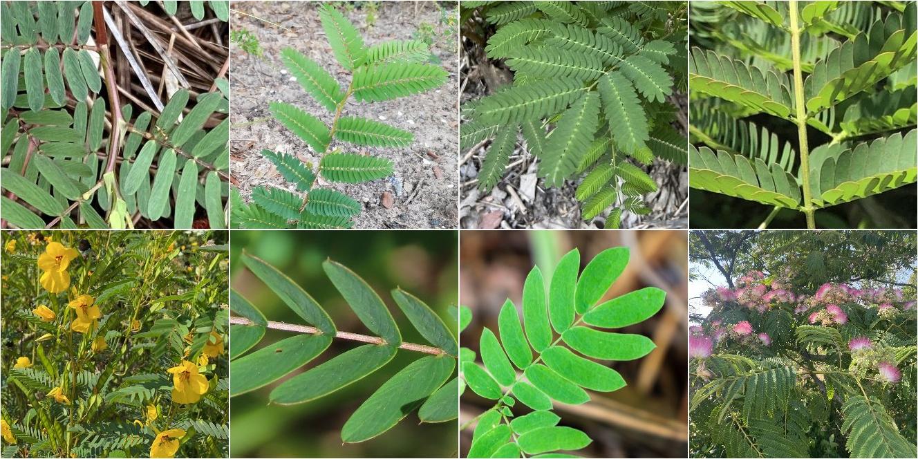 collage of Partridge Pea and Persian Silktree