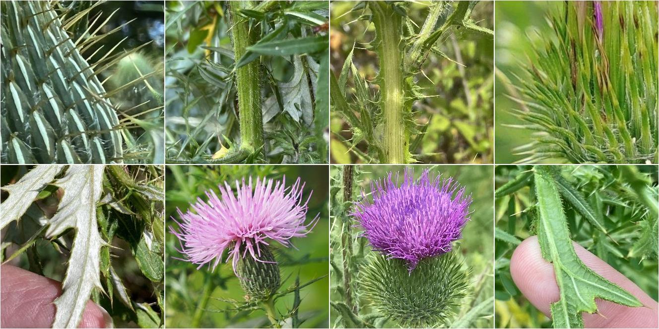 collage of Field Thistle and Bull Thistle