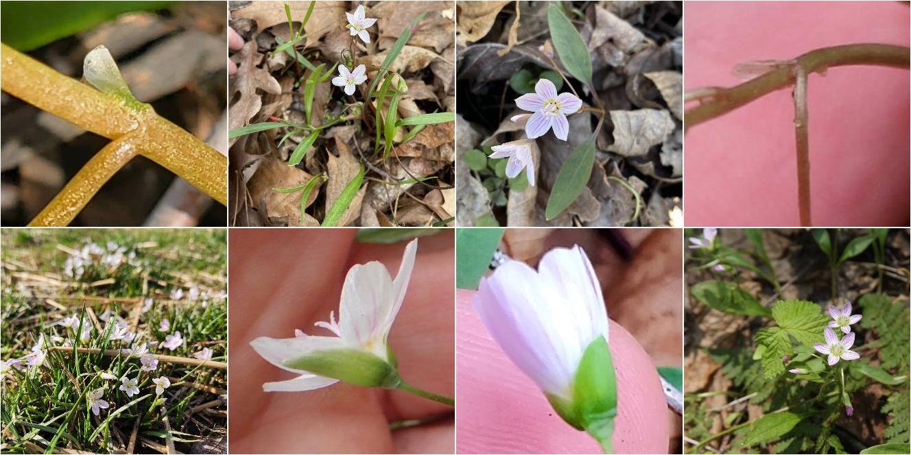 collage of Narrow-leaved Spring Beauty and Northern Spring Beauty
