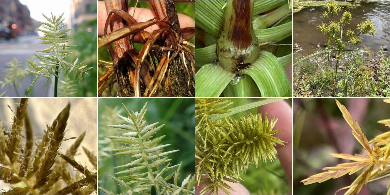 collage of Yellow Nutsedge and Straw-Colored Flatsedge