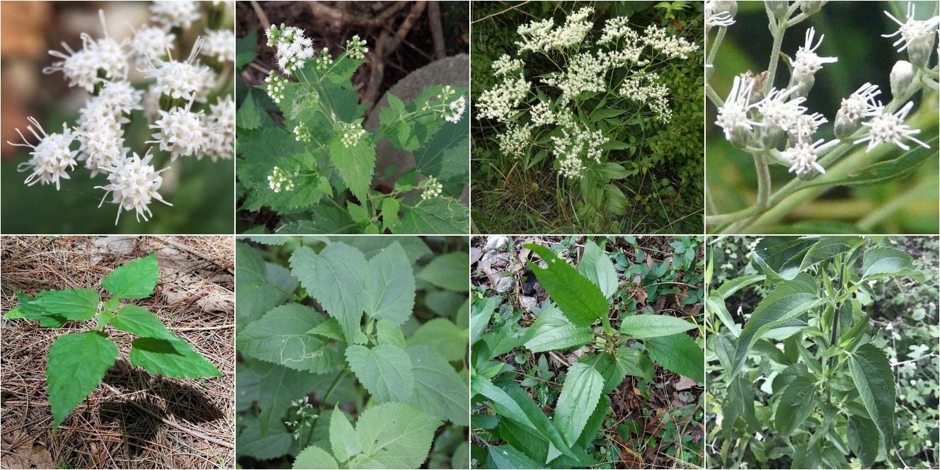 collage of White Snakeroot and Late Boneset