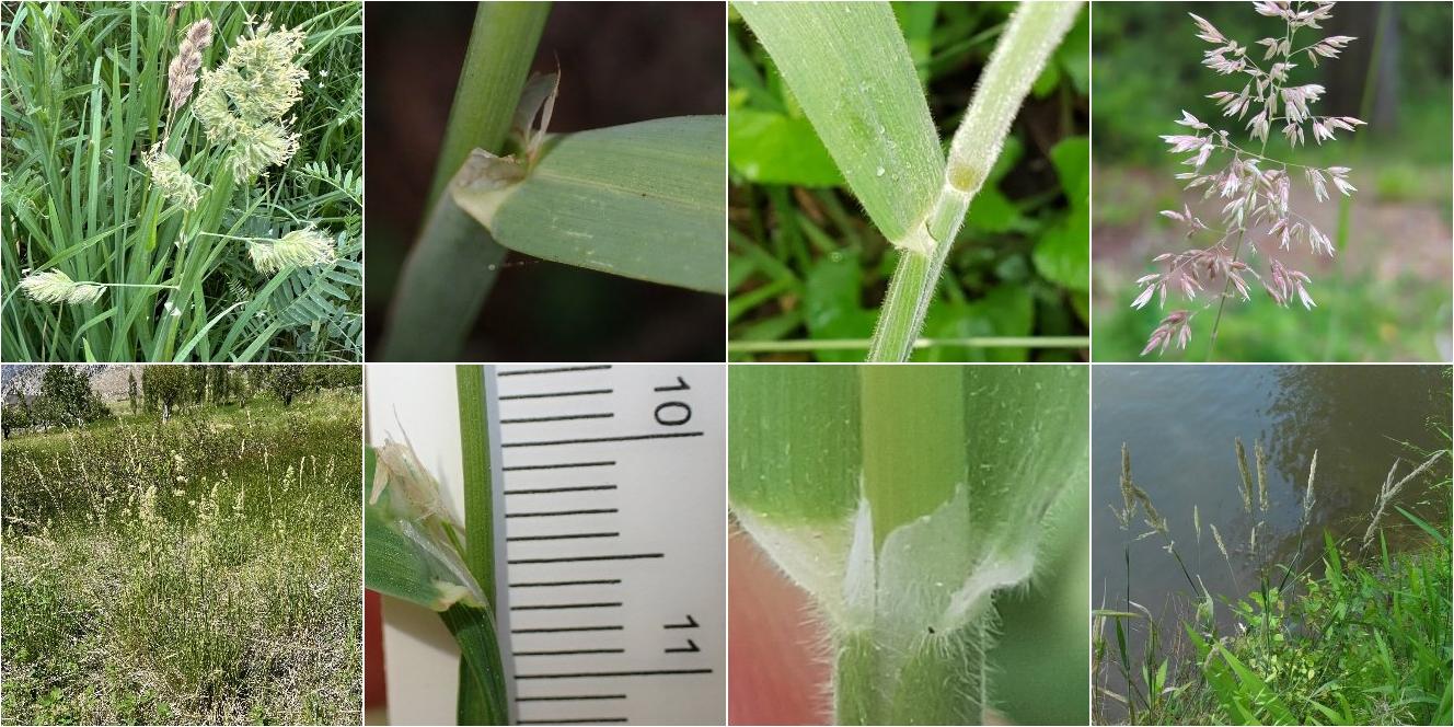 collage of Orchard Grass and Common Velvetgrass