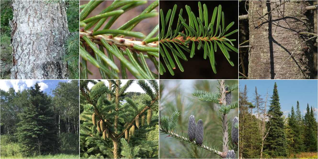 collage of White Spruce and Balsam Fir