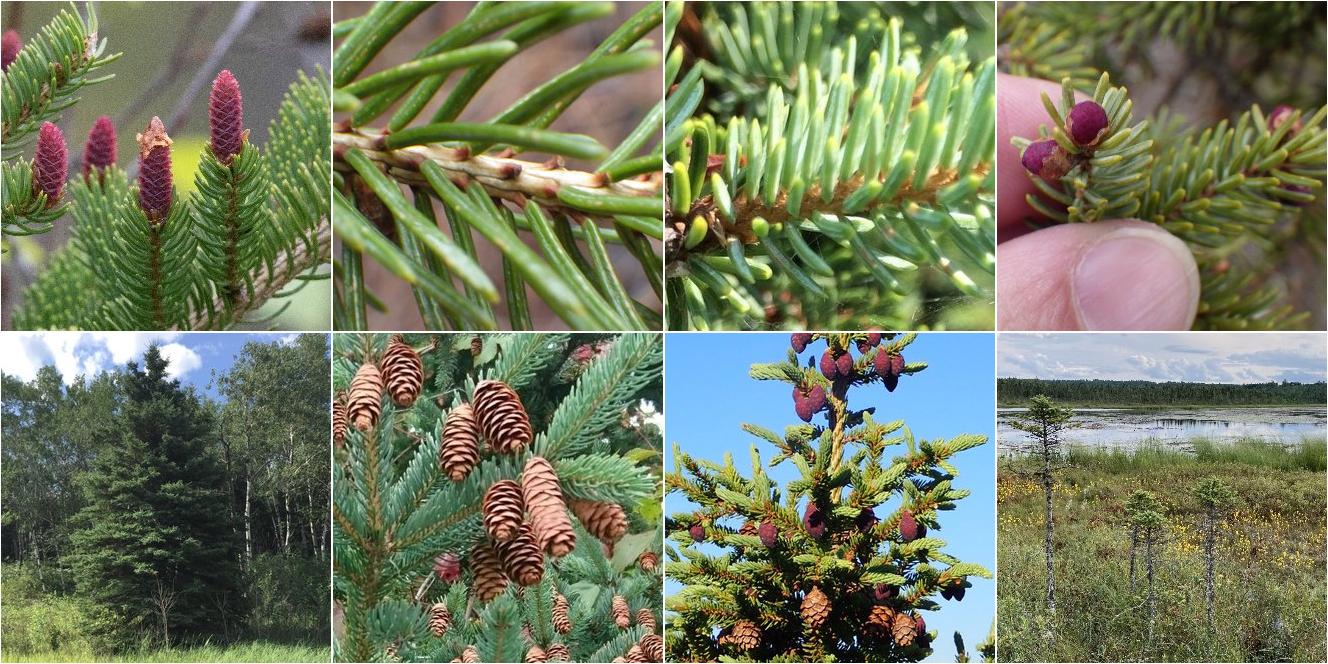 collage of White Spruce and Black Spruce