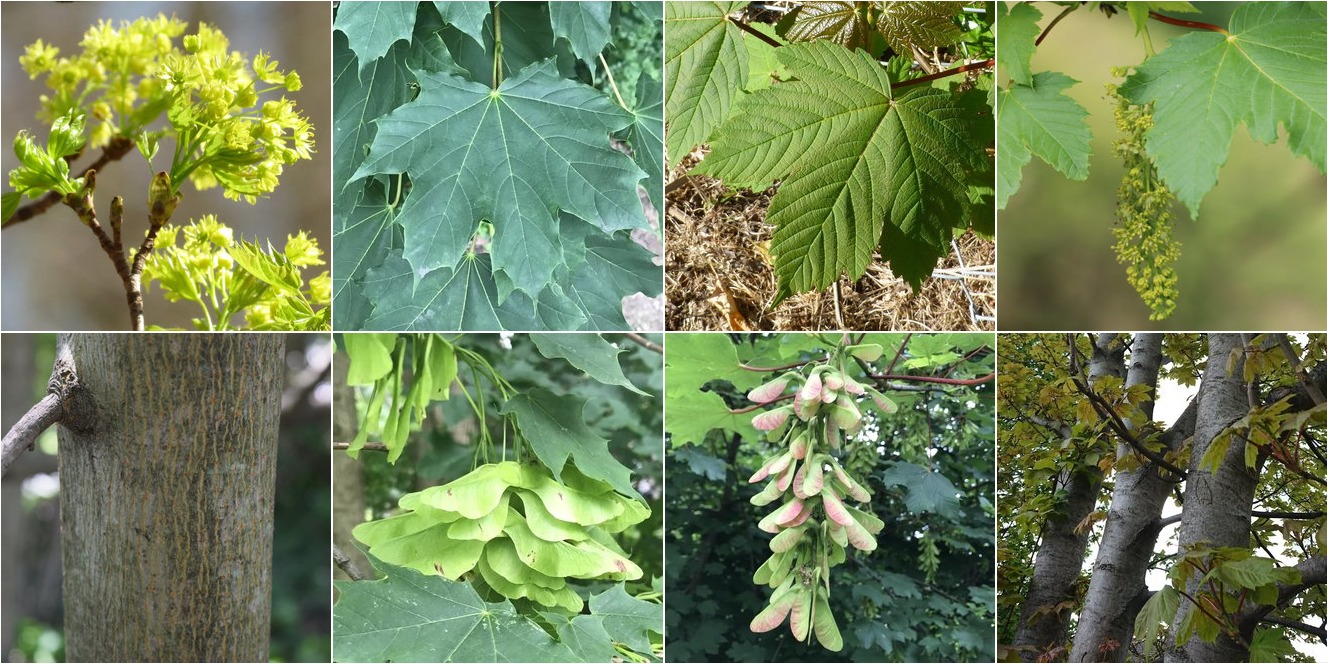 collage of Norway Maple and Sycamore Maple
