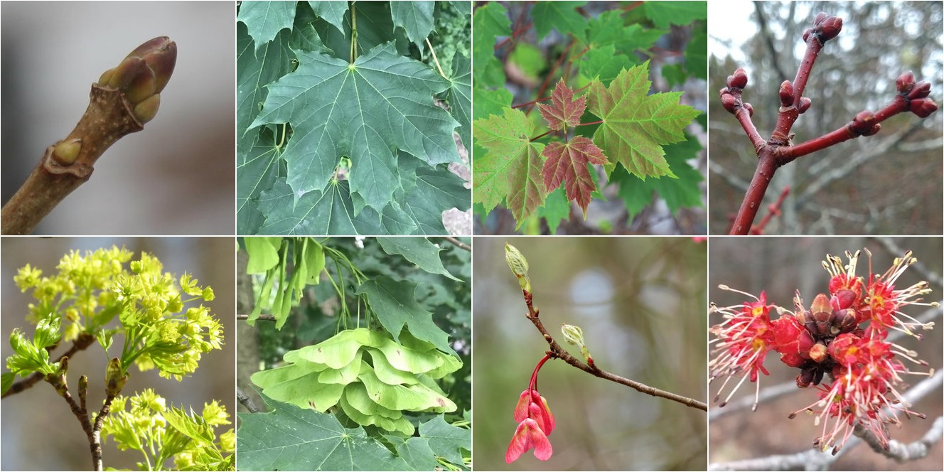 collage of Norway Maple and Red Maple