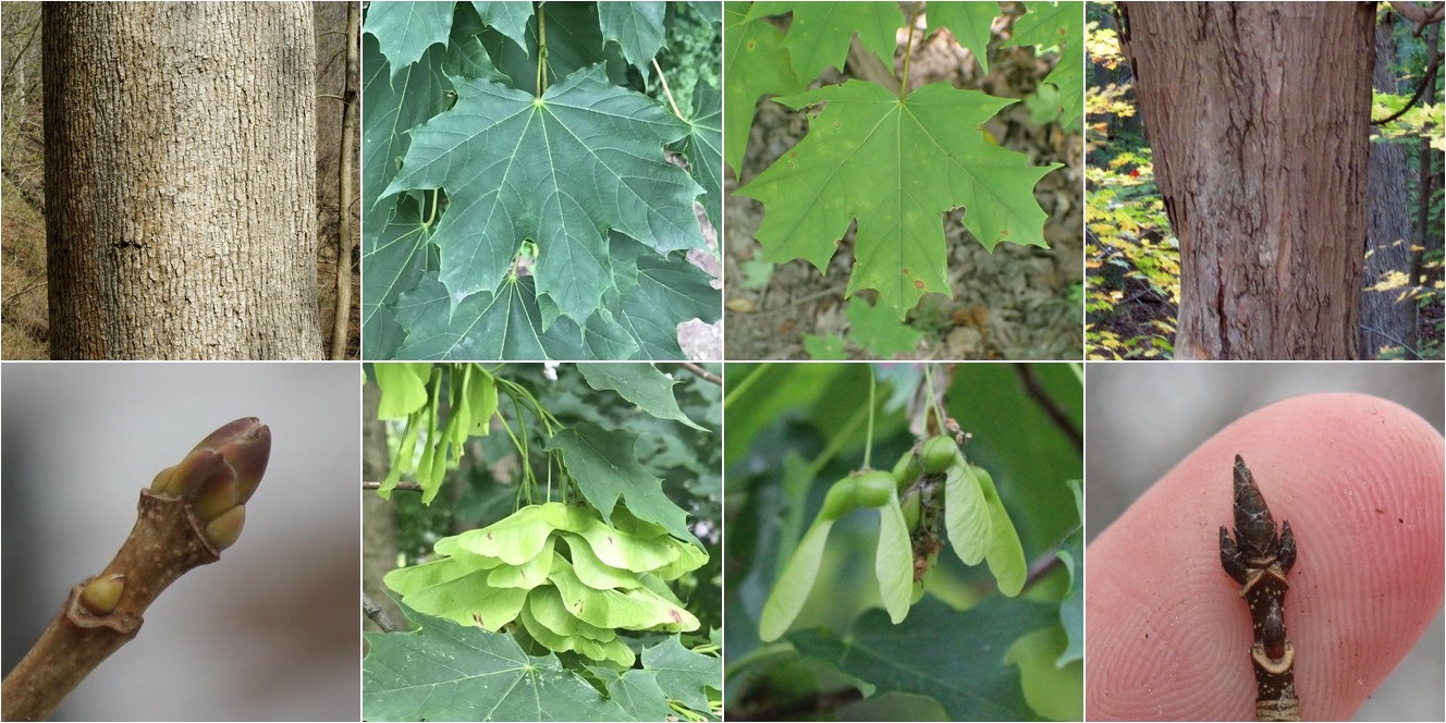 norway maple maple tree types