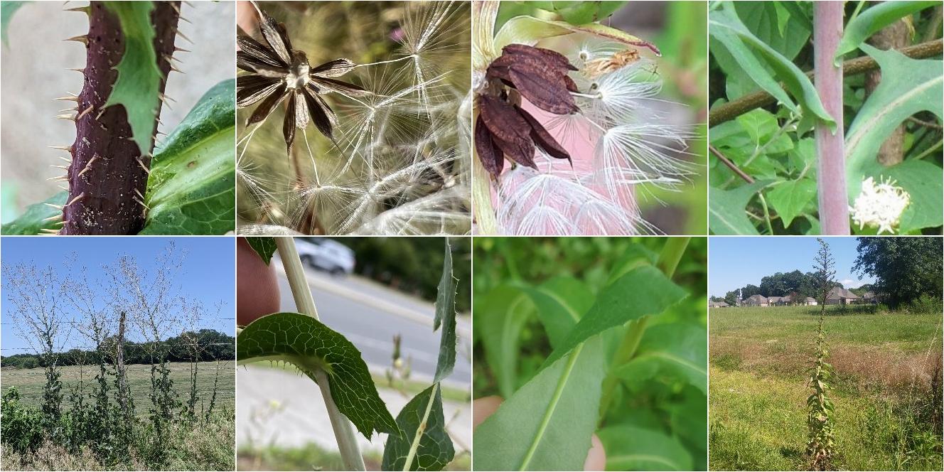 collage of Prickly Lettuce and American Wild Lettuce