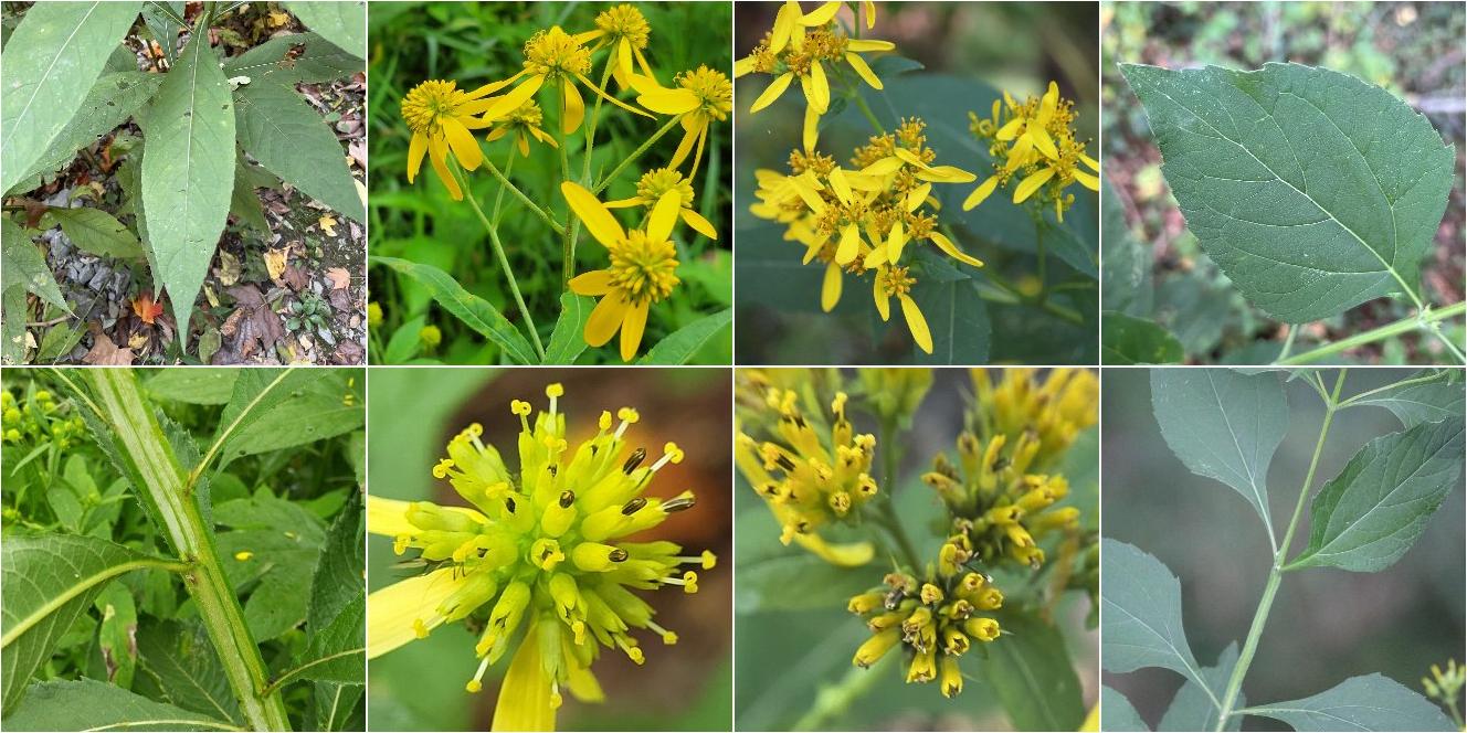 collage of Wingstem and Yellow Crownbeard