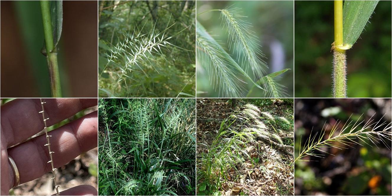 collage of Eastern Bottlebrush Grass and Silky Wild Rye