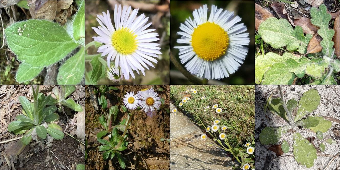 collage of Robin's Plantain and Oakleaf Fleabane