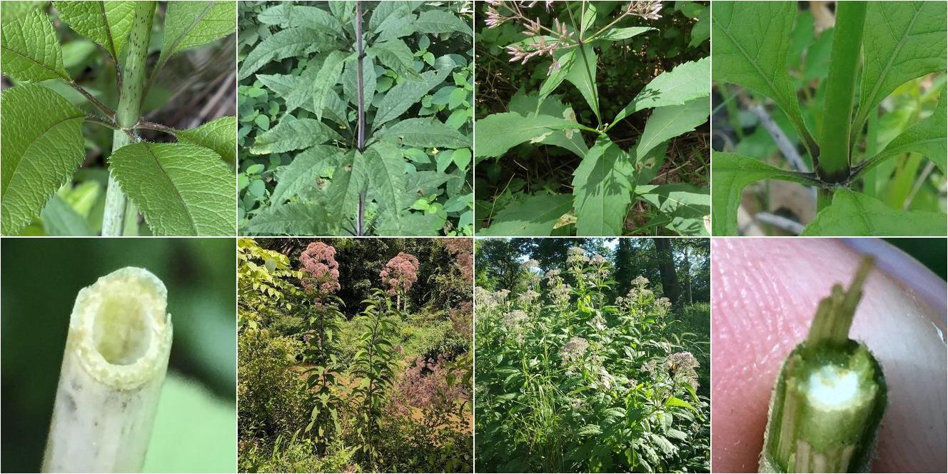 collage of Hollow Joe Pye Weed and Sweetscented Joe Pye Weed