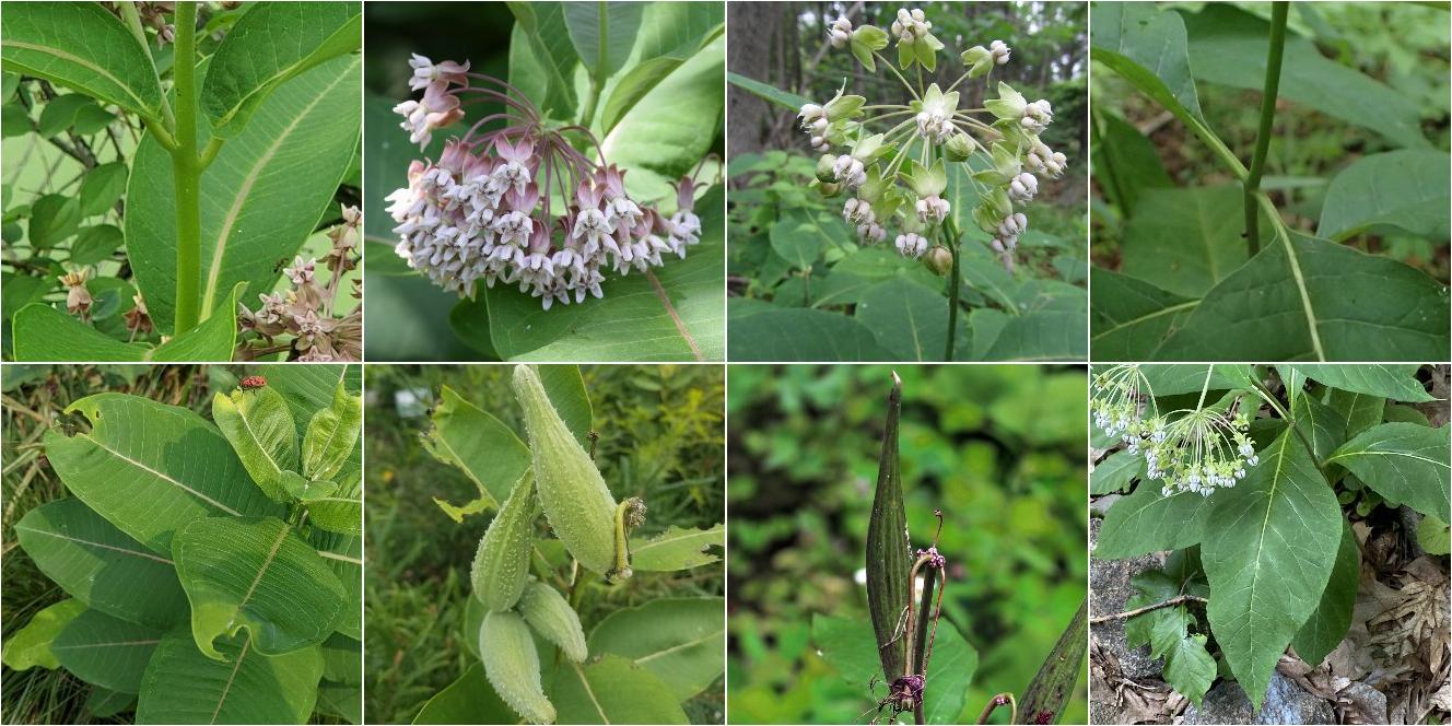 collage of Common Milkweed and Poke Milkweed