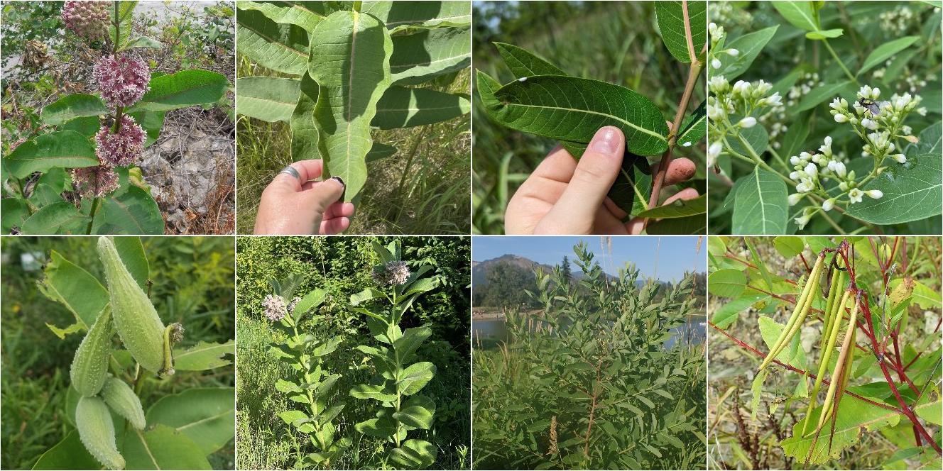 collage of Common Milkweed and Hemp Dogbane