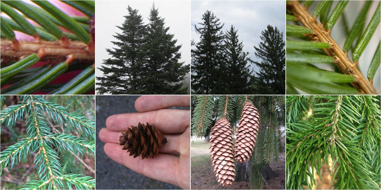 collage of Red Spruce and Norway Spruce