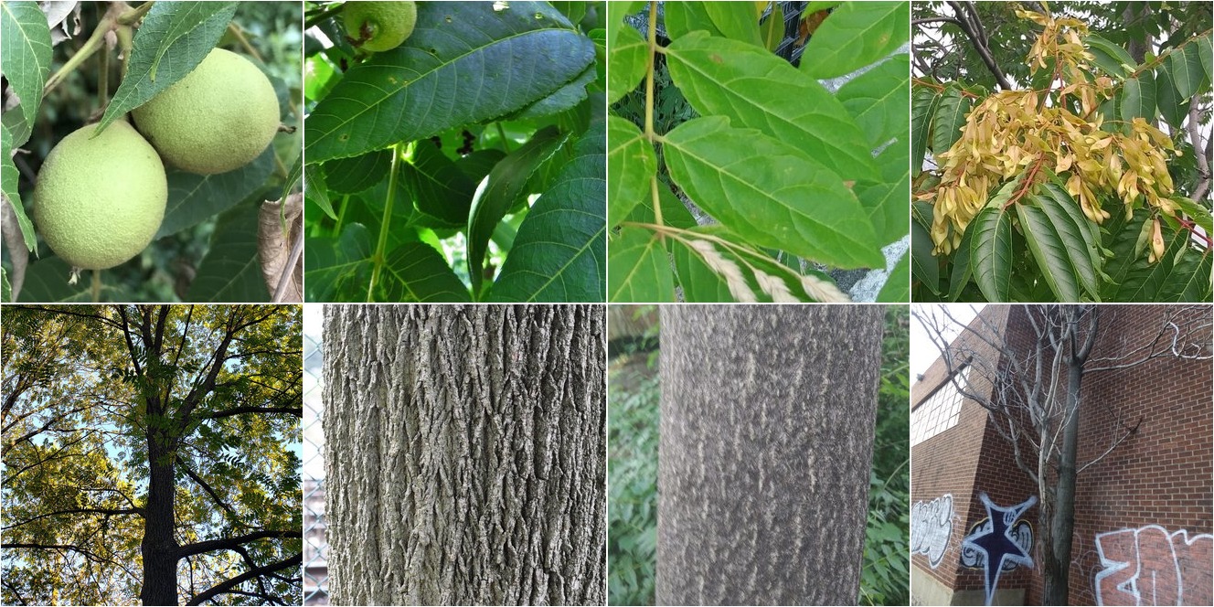 collage of Eastern Black Walnut and Tree of Heaven
