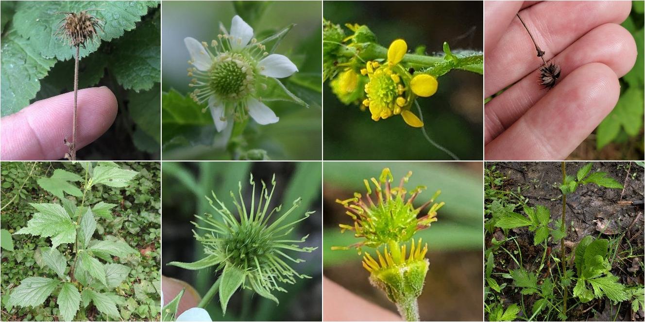 collage of White Avens and Spring Avens