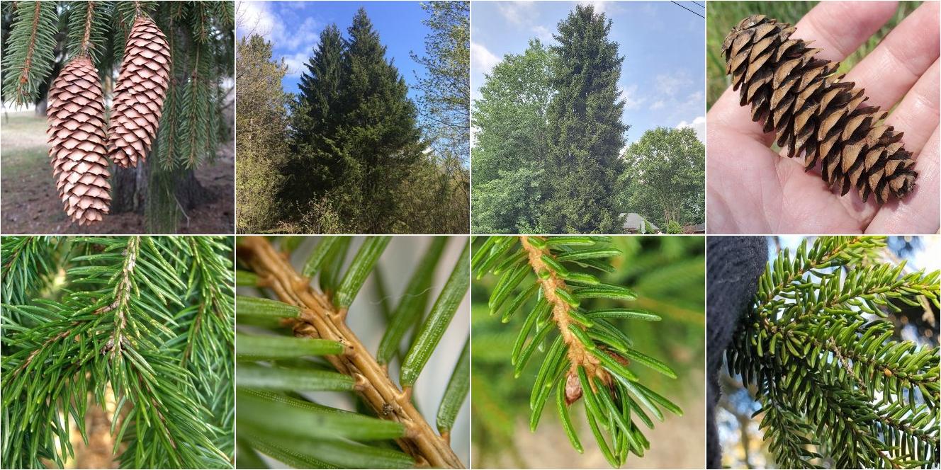 collage of Norway Spruce and Caucasian Spruce