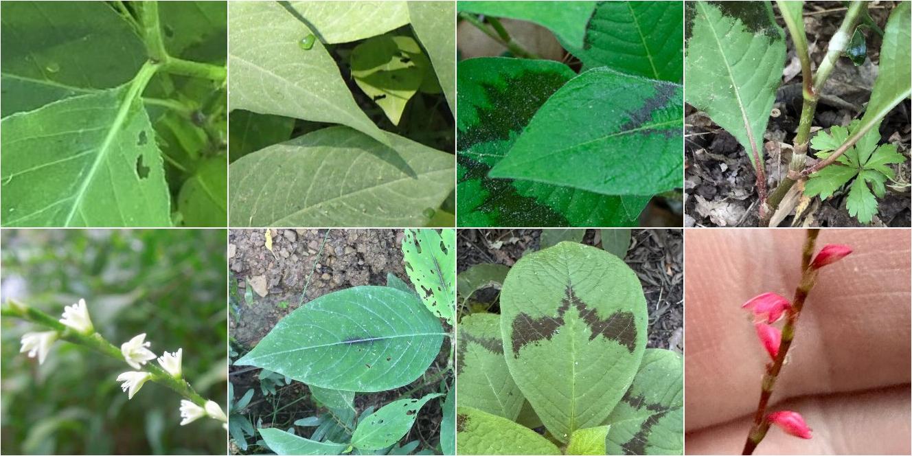 collage of Jumpseed and Asian Jumpseed