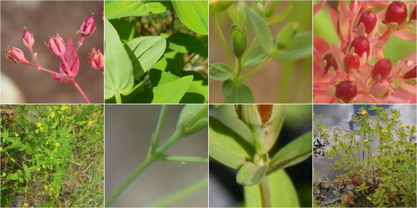 collage of Dwarf St. John's Wort and Northern St. John's Wort