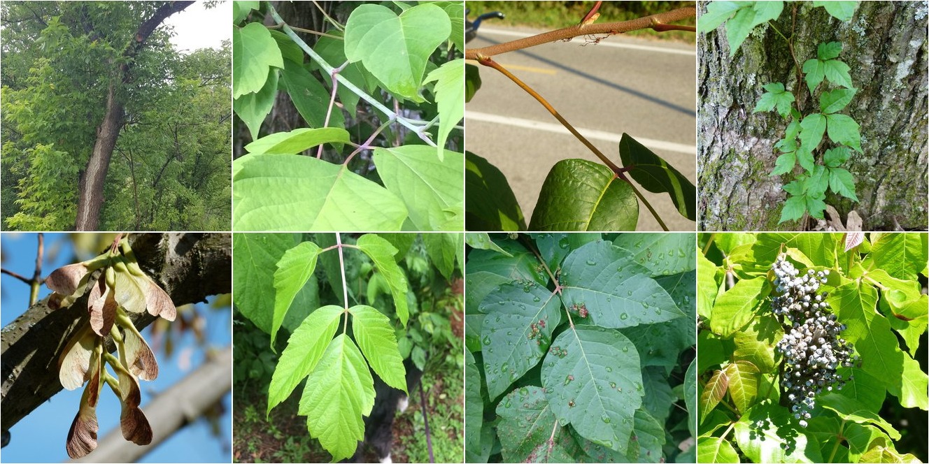 collage of Box Elder and Eastern Poison Ivy