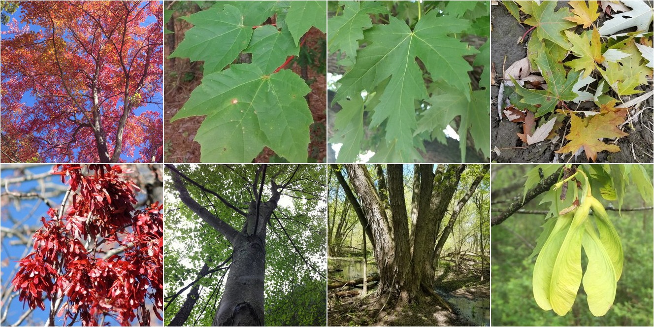 Red Maple Vs Silver Maple Identification Bplant